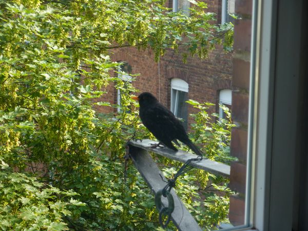 Amsel vor dem Fenster