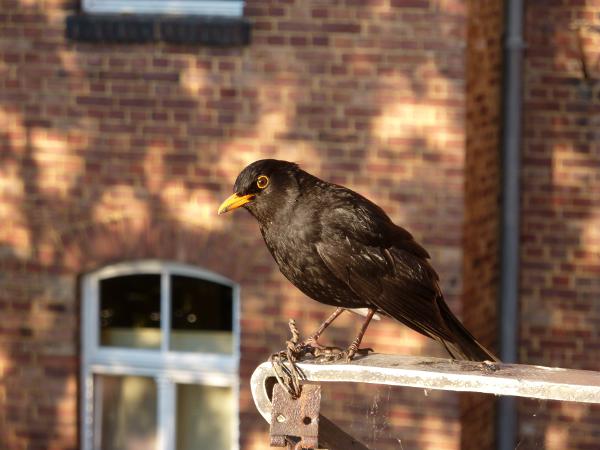 Amselportrait vor dem Fenster