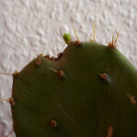 Blatt eines Feigenkaktus' mit entstehender Blüte