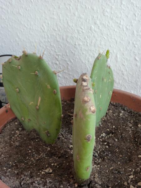 Der Kaktus treibt eine Blüte oder einen Ableger